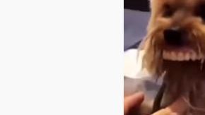 El can no quería que le quitaran la "sonrisa".