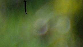 Dos perros destrozan a un gato de peluche casi idéntico a su compañero en casa.