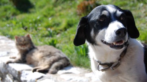 Dos perros destrozan a un gato de peluche casi idéntico a su compañero en casa.