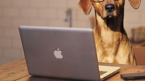 Los perritos que trabajan están en una cuenta de Instagram.