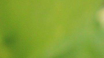 La coloración rosada del pug se debe a un ejemplar albino que viene de su familia.