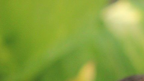 La coloración rosada del pug se debe a un ejemplar albino que viene de su familia.