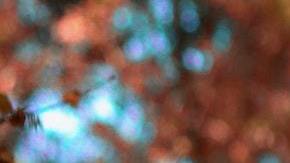 El perro se lanzó contra algunos policías.