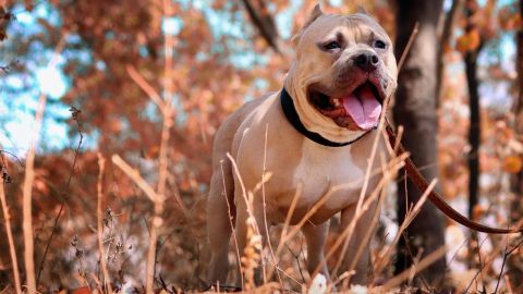 El perro se lanzó contra algunos policías.