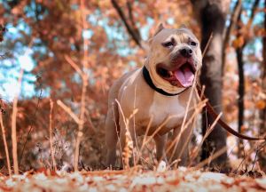 Familia devastada: fiscalía libra de culpa a latino dueño de perros que mataron a bebé en Nueva Jersey