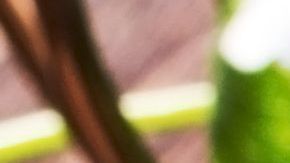 shutterstock_168439262