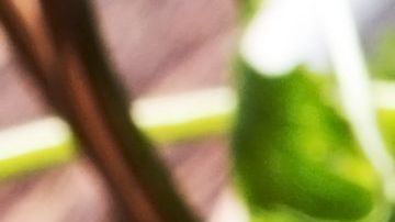 shutterstock_168439262