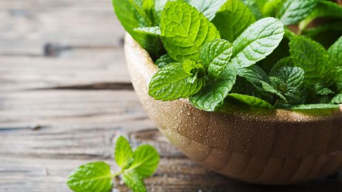 menta