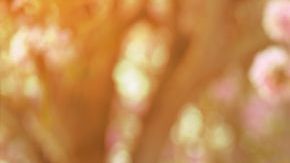 No hay acuerdo científico sobre el efecto del calor sobre el virus.