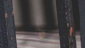 Desde que comenzó la cuarentena, "Pop" se pasa la tarde mirando el patio donde antes podía salir a jugar con los vecinos.