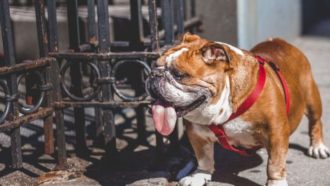 Desde que comenzó la cuarentena, "Pop" se pasa la tarde mirando el patio donde antes podía salir a jugar con los vecinos.