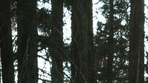 Los árboles son nuestra conexión con la naturaleza.