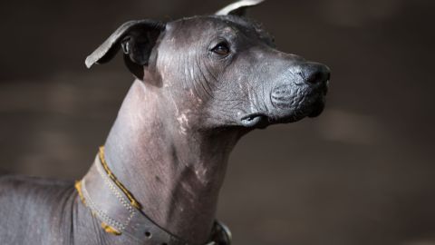 Un Xoloitzcuintle generó una gran confusión.