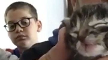 Nació un gatito con dos caras y todo el mundo quiere adoptarlo.