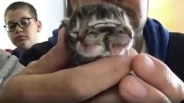 Nació un gatito con dos caras y todo el mundo quiere adoptarlo.