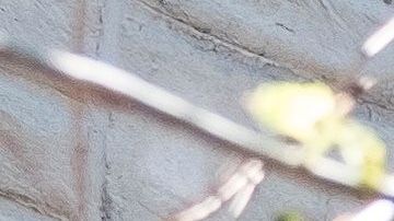 Trump se ha pronunciado a favor de retomar servicios religiosos en persona.