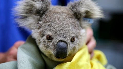 Los incendios han sido particularmente trágicos para los koalas.