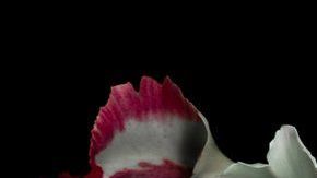 111041877_gettyimages-157645642