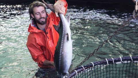 Un trabajador de Sterling Caviar muestra un esturión de su "granja".