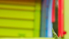 En el caso de los perros es posible, pero la cosa se complica con los gatos.