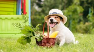 ¿Por qué no es recomendable que tu perro o gato lleven una dieta vegana?