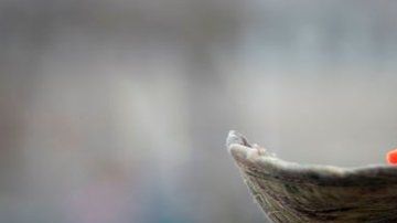 El nacionalismo económico ha tomado un nuevo impulso con la pandemia, aunque ya se había manifestado con la llegada al poder de Donald Trump y el resultado de la votación sobre el Brexit en el Reino Unido.