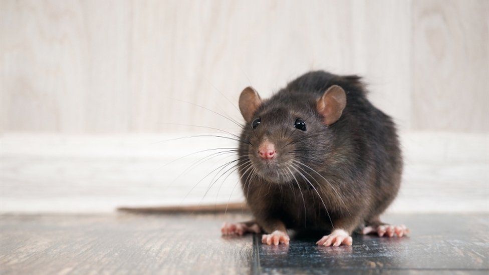 Imagen ilustrativa de una rata.