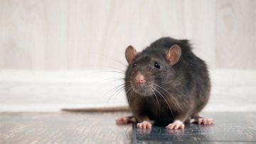 La pandemia está haciendo que las ratas cambien de comportamiento.