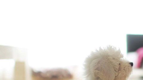 ¡Hello, perrito! ¿Has tenido que interactuar con mascotas o bebés en un idioma del que no eres nativo?