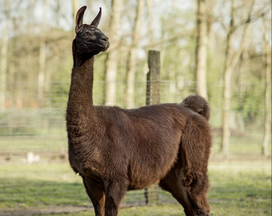 La sangre de una llama tendría la cura contra el coronavirus
