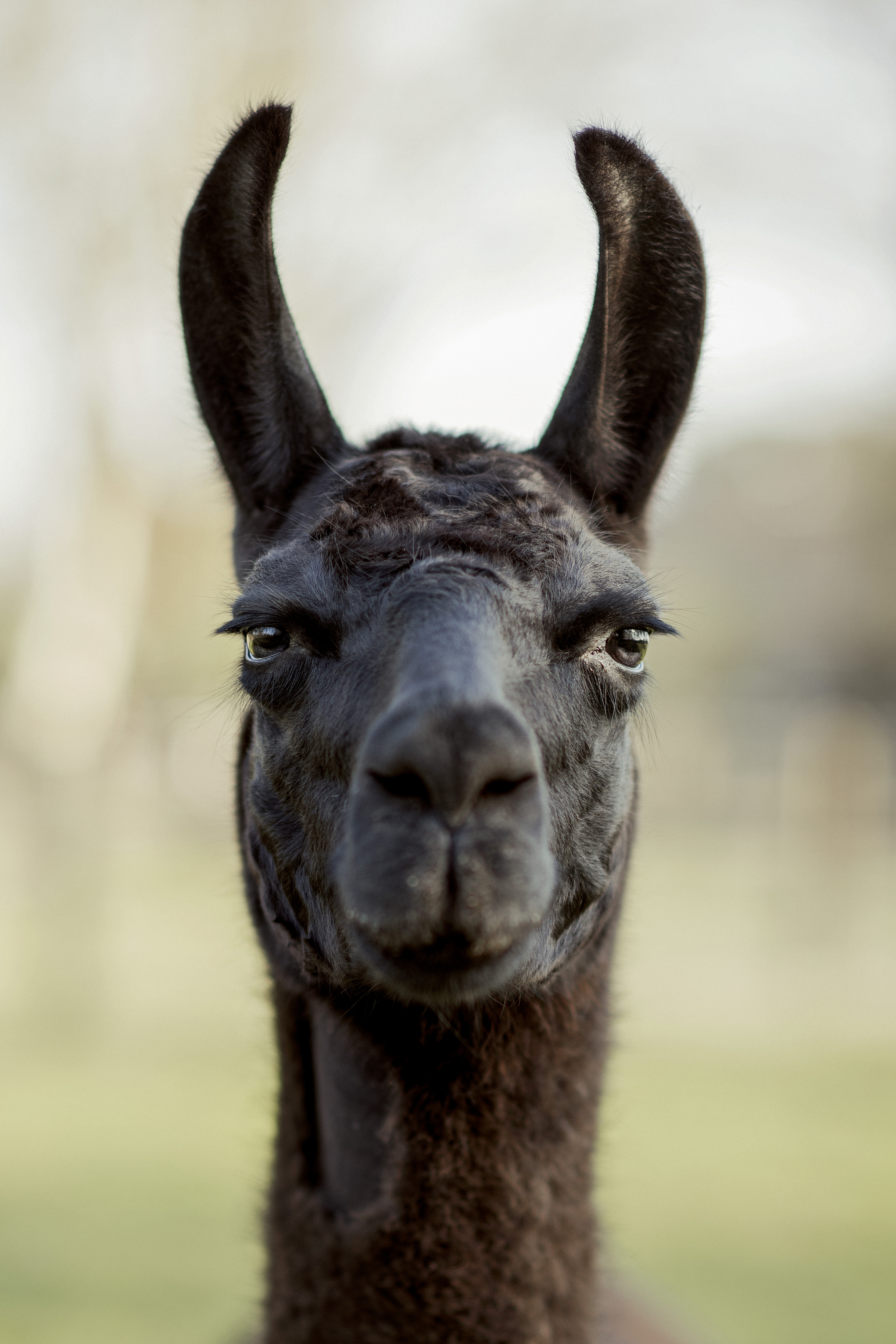 La llama Winter podría salvar a la humanidad.