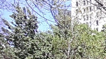 Parques con círculos de cal para el distanciamiento