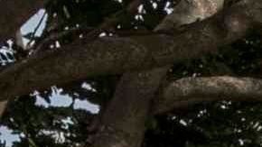 View of truks stranded near the border point of Penas Blancas near the frontier between Nicaragua and Costa Rica, Nicaragua, 20 May 2020. Costa Rican Governement restringed the pass of foreing drivers after detect about 50 cases of COVID-19 since 05 May 2020. EFE/Jorge Torres