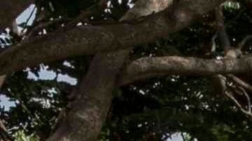 View of truks stranded near the border point of Penas Blancas near the frontier between Nicaragua and Costa Rica, Nicaragua, 20 May 2020. Costa Rican Governement restringed the pass of foreing drivers after detect about 50 cases of COVID-19 since 05 May 2020. EFE/Jorge Torres
