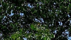 Nueva York sigue siendo el epicentro del virus en Estados Unidos.