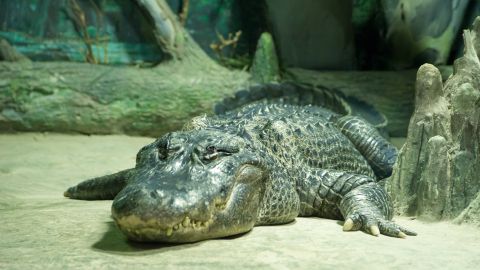 Caimán en zoológico de Moscú.