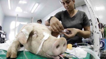 Médicos realizan este miércoles la prueba de un prototipo de ventilador mecánico portátil en un cerdo, el dispositivo que hasta el momento ha dado resultados positivos luego de una serie de validaciones y protocolos podría ser usado en pacientes COVID-19, en San José, Costa Rica.
