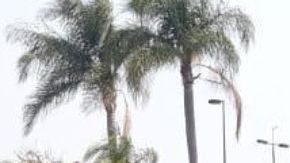 Detienen y hieren a líder de célula del Cártel de Sinaloa tras persecución y balacera