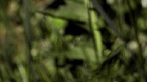 Diente de León- HOerwin56 de Pixabay