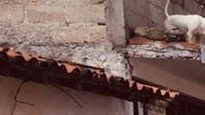 Dos comunidades totalmente integradas. Aquí en el ultimo desfile realizado en Tonatico, paralelo a otro en Waukegan.