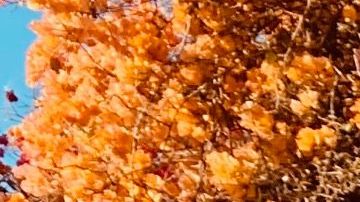 Dreamers esperan fallo de la Corte Suprema de la Nación sobre el programa DACA. (Cortesía CHIRLA)