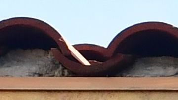 Netflix Hollywood Teatro Egipcio plataformas streaming Los Ángeles