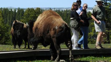 Los visitantes del parque Yellowstone deben permanecer a más de 90 metros de animales como el bisonte.