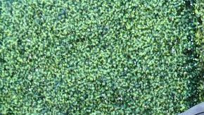 Shad Gaspard (izquierda) con Jas Mathur en la alfombra roja de los MTV Movie Awards 2019.