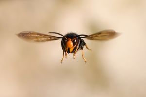 “Avispones asesinos” acaban con un panal de abejas en cuestión de horas; alimentan a sus crías con restos del tórax