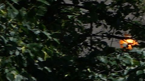 Protesta en Washington D.C.