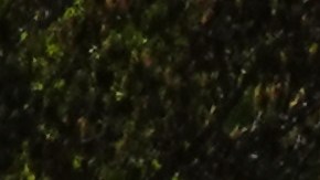 La vida lució normal en Central Park el fin de semana.