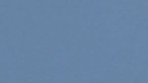 La especie del tiburón peregrino es la segunda más grande del océano.