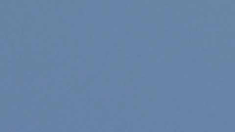 La especie del tiburón peregrino es la segunda más grande del océano.