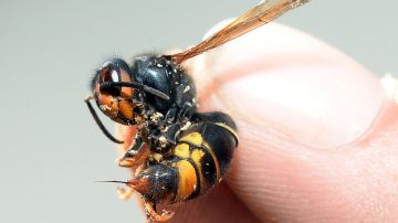 El avispón asiático es una especie temida por apicultores.